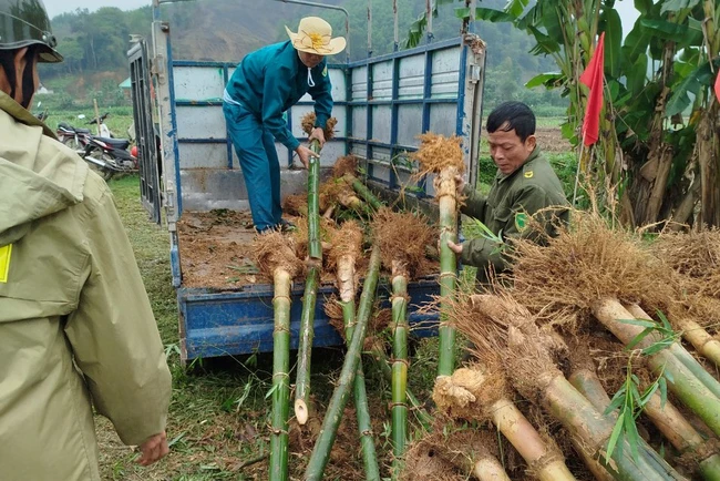 Nông dân Nghệ An trồng tre tạo bờ kè sinh thái dọc sông Lam