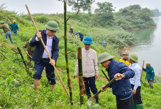 Nông dân Nghệ An trồng tre tạo bờ kè sinh thái dọc sông Lam