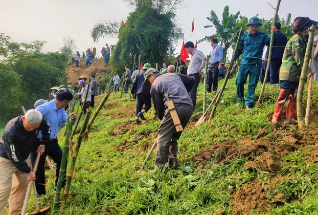 Nông dân Nghệ An trồng tre tạo bờ kè sinh thái dọc sông Lam