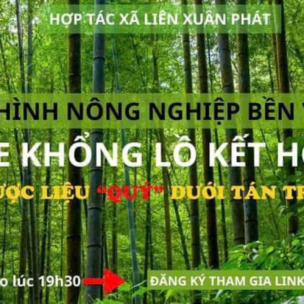 MÔ HÌNH LÀM KINH TẾ TRỒNG TRE KHỔNG LỒ