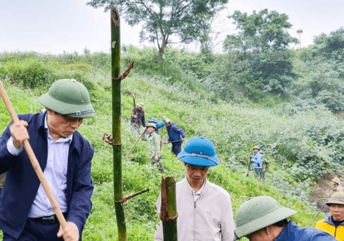 Một huyện ở Nghệ An dân đang trồng 60.000 cây tre dọc bờ sông Lam