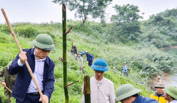 Một huyện ở Nghệ An dân đang trồng 60.000 cây tre dọc bờ sông Lam