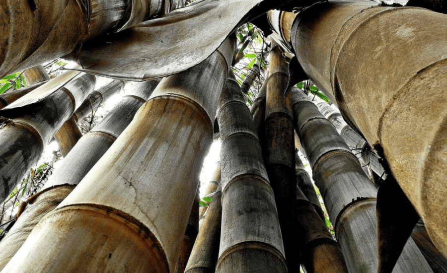 Bụi tre mai – Dendrocalamus Giganteus Bụi tre mai - Dendrocalamus Giganteus
