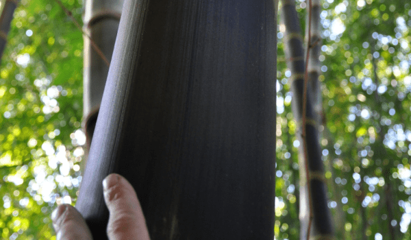 Tre mạnh tông – Dendrocalamus Asper Tre mạnh tông - Dendrocalamus Asper