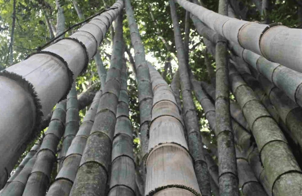 Bụi Tre mạnh tông – Dendrocalamus Asper Bụi Tre mạnh tông - Dendrocalamus Asper